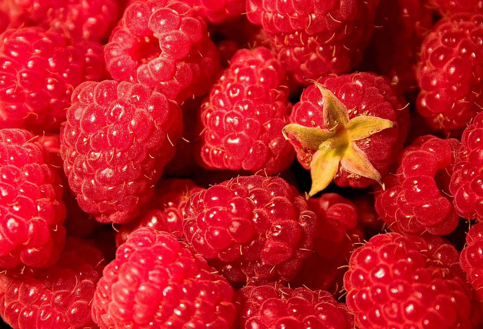 Các loại trái Raspberry phổ biến