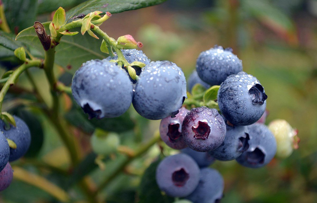 Nguồn gốc trái Blueberry và công dụng tuyệt vời của nó