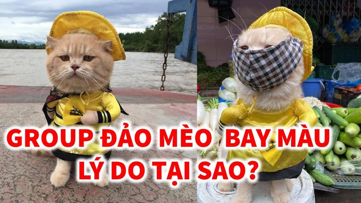 Đảo Mèo, Group facebook lớn nhất Việt Nam dành cho người yêu động vật đã bị bay màu sáng qua.